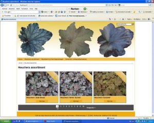 Heuchera screenshot