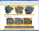 Heuchera.nl Screenshot